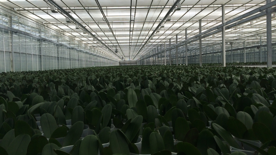 The greenhouse spans 25 acres and is currently the largest orchid grower in North America. Here, the flowers are seen in an early stage of growth. The greenhouse spans 25 acres and is currently the largest orchid grower in North America. Here, the flowers are seen in an early stage of growth.